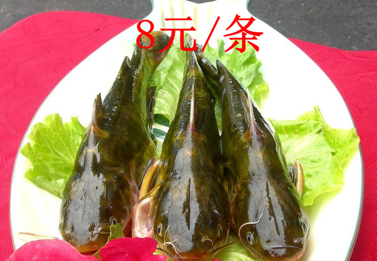 昂刺鱼