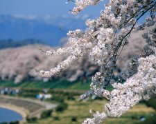 四月清明苏州乡村生态二日游路线